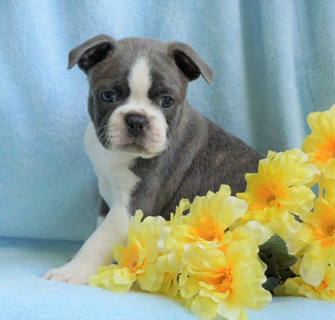 AKC Registered Boston Terrier For Sale Warsaw, OH Male- Chase