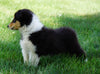 AKC Registered Lassie Collie For Sale Fredericksburg, OH Male- Oscar