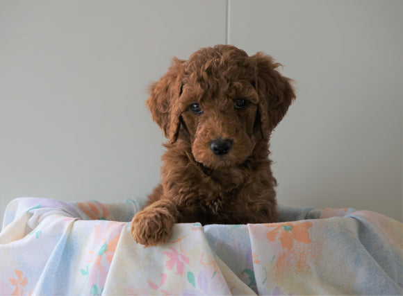 AKC Registered Standard Poodle For Sale Loudenville, OH Male- Oscar