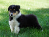 AKC Registered Lassie Collie For Sale Fredericksburg, OH Male- Oscar