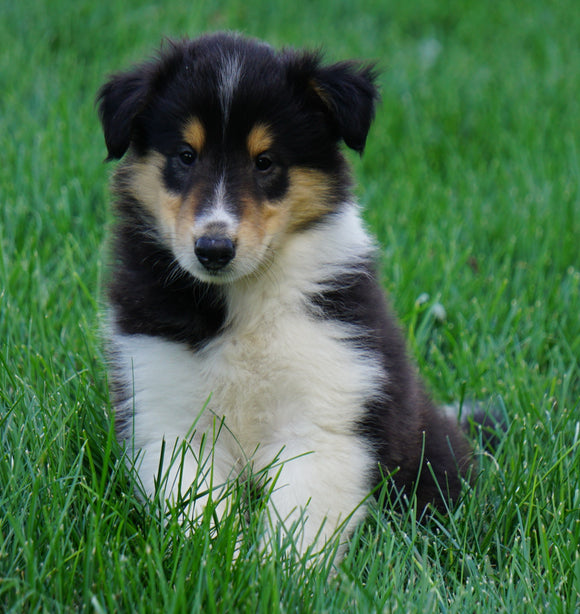 AKC Registered Lassie Collie For Sale Fredericksburg, OH Male- Oscar