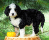 Standard Bernedoodle For Sale Baltic, OH Female- Terri