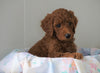 AKC Registered Standard Poodle For Sale Loudenville, OH Male- Oscar