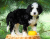 Standard Bernedoodle For Sale Baltic, OH Female- Terri