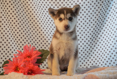 Siberian Husky For Sale Fredericksburg, OH Female- Ava