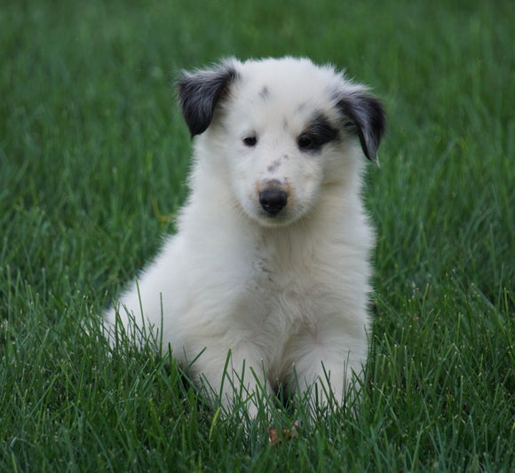 AKC Registered Lassie Collie For Sale Fredericksburg, OH Male- Otto