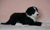 Sheepadoodle (Standard) For Sale Baltic, OH Male- Smokey