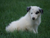 AKC Registered Lassie Collie For Sale Fredericksburg, OH Male- Otto