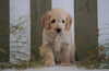 Mini Goldendoodle For Sale Fresno, OH Male- Prince