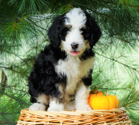 Standard Bernedoodle For Sale Baltic, OH Female- Terri