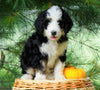 Standard Bernedoodle For Sale Baltic, OH Female- Terri