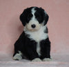 Sheepadoodle (Standard) For Sale Baltic, OH Male- Smokey