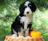 Standard Bernedoodle For Sale Baltic, OH Female- Brittany