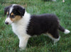 AKC Registered Lassie Collie For Sale Fredericksburg, OH Male- Owen
