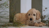 Mini Goldendoodle For Sale Fresno, OH Male- Prince
