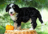 Standard Bernedoodle For Sale Baltic, OH Female- Brittany