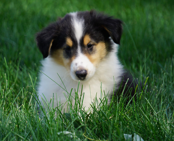 AKC Registered Lassie Collie For Sale Fredericksburg, OH Male- Owen