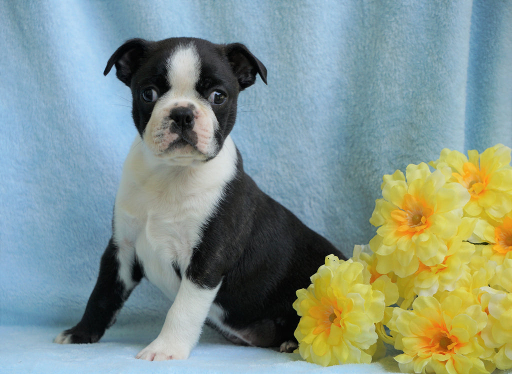 AKC Registered Boston Terrier For Sale Warsaw, OH Male- Coley – AC ...