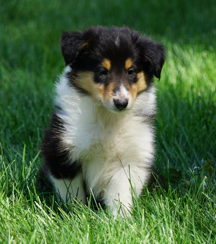AKC Registered Lassie Collie For Sale Fredericksburg, OH Female- Odella