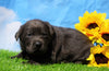 AKC Registered Charcoal Labrador Retriever For Sale Millersburg, OH Female- Roxy