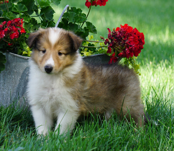 AKC Registered Lassie Collie For Sale Fredericksburg, OH Female- Lola