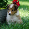 AKC Registered Lassie Collie For Sale Fredericksburg, OH Female- Lola