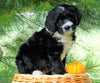 Standard Berndoodle For Sale Baltic, OH Male- Keith