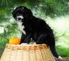 Standard Berndoodle For Sale Baltic, OH Male- Keith