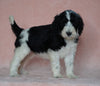 Sheepadoodle (Standard) For Sale Baltic, OH Female- Cindy