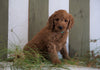 Mini Goldendoodle For Sale Fresno, OH Male- Willie