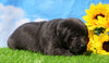 AKC Registered Charcoal Labrador Retriever For Sale Millersburg, OH Male- Blu