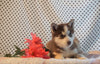 Siberian Husky For Sale Fredericksburg, OH Male- Austin