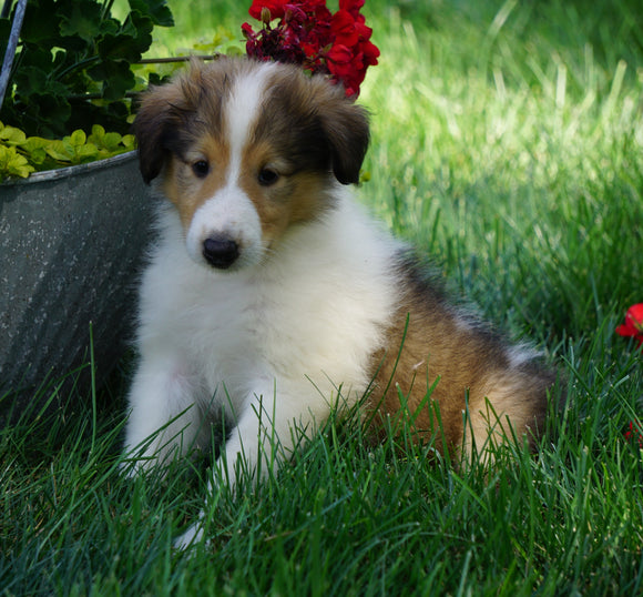 AKC Registered Lassie Collie Fredericksburg, OH Male- Larry