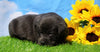 AKC Registered Charcoal Labrador Retriever For Sale Millersburg, OH Male- Blu