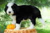 Standard Bernedoodle For Sale Baltic, OH Male- Jaxson