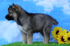 Norwegian Elkhound Hybrid For Sale Adamsville, OH Female- Lulu