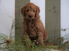 Mini Goldendoodle For Sale Fresno, OH Male- Willie