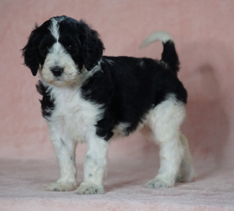 Sheepadoodle (Standard) For Sale Baltic, OH Female- Cindy