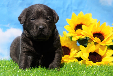 AKC Registered Charcoal Labrador Retriever For Sale Millersburg, OH Male- Blu