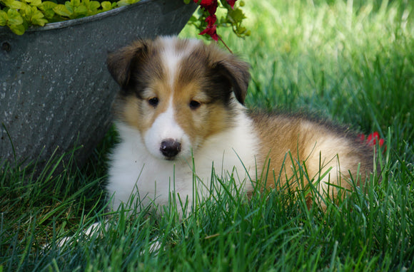 AKC Registered Lassie Collie For Sale Fredericksburg, OH Female- Lily