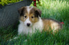 AKC Registered Lassie Collie For Sale Fredericksburg, OH Female- Lily