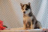 Siberian Husky For Sale Fredericksburg, OH Male- Austin