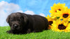 AKC Registered Charcoal Labrador Retriever For Sale Millersburg, OH Male- Tarzan