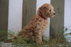 Mini Goldendoodle For Sale Fresno, OH Male- Rudolph