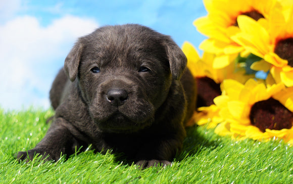 AKC Registered Charcoal Labrador Retriever For Sale Millersburg, OH Male- Tarzan