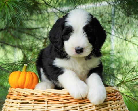 Standard Bernedoodle For Sale Baltic, OH Male- Jaxson