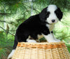 Standard Bernedoodle For Sale Baltic, OH Male- Jaxson