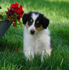 AKC Registered Lassie Collie For Sale Fredericksburg, OH Male- Leo