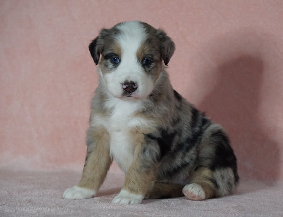 Australian Shepherd For Sale Baltic, OH Male- Rex