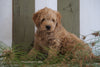 Mini Goldendoodle For Sale Fresno, OH Male- Rudolph